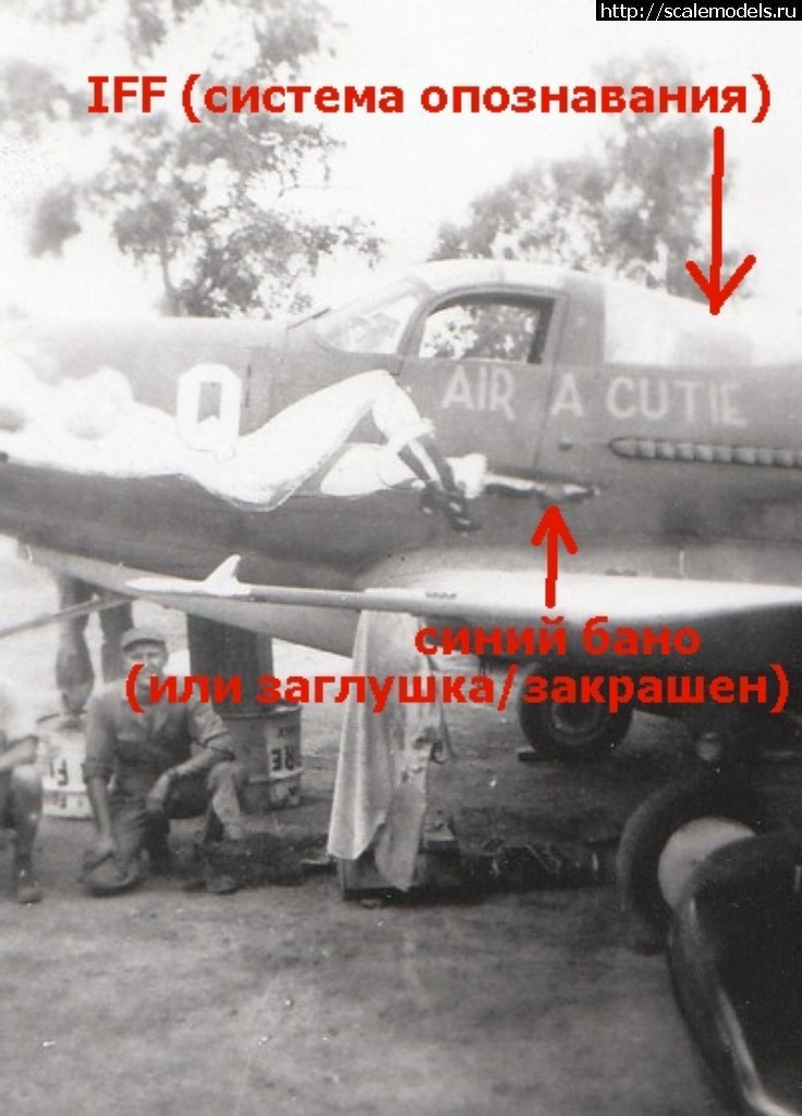#1478191/ EDUARD P-400 "Air A Cutie" (harpoonn/Bertych)  